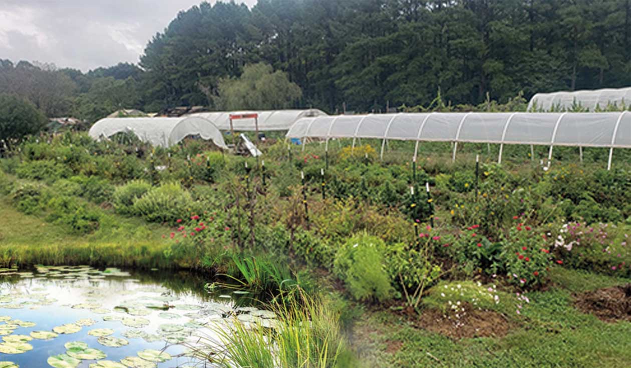 The Pond